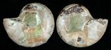 Small Desmoceras Ammonite Pair #5305-1
